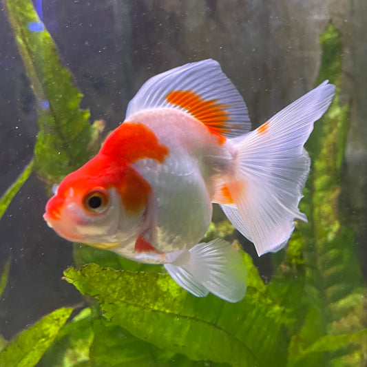 the-fish-farm Goldfish 9cm Ryukin Goldfish - Red & White one only - 1 Red & White Ryukin Goldfish - The Fish Farm