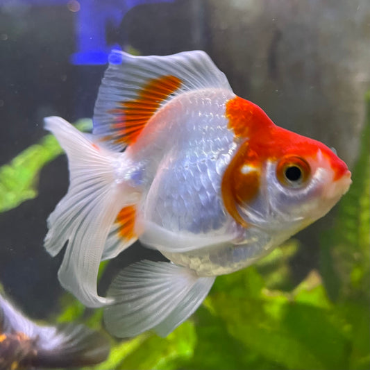 the-fish-farm Goldfish 9cm Ryukin Goldfish - Red & White one only - 1 Red & White Ryukin Goldfish - The Fish Farm