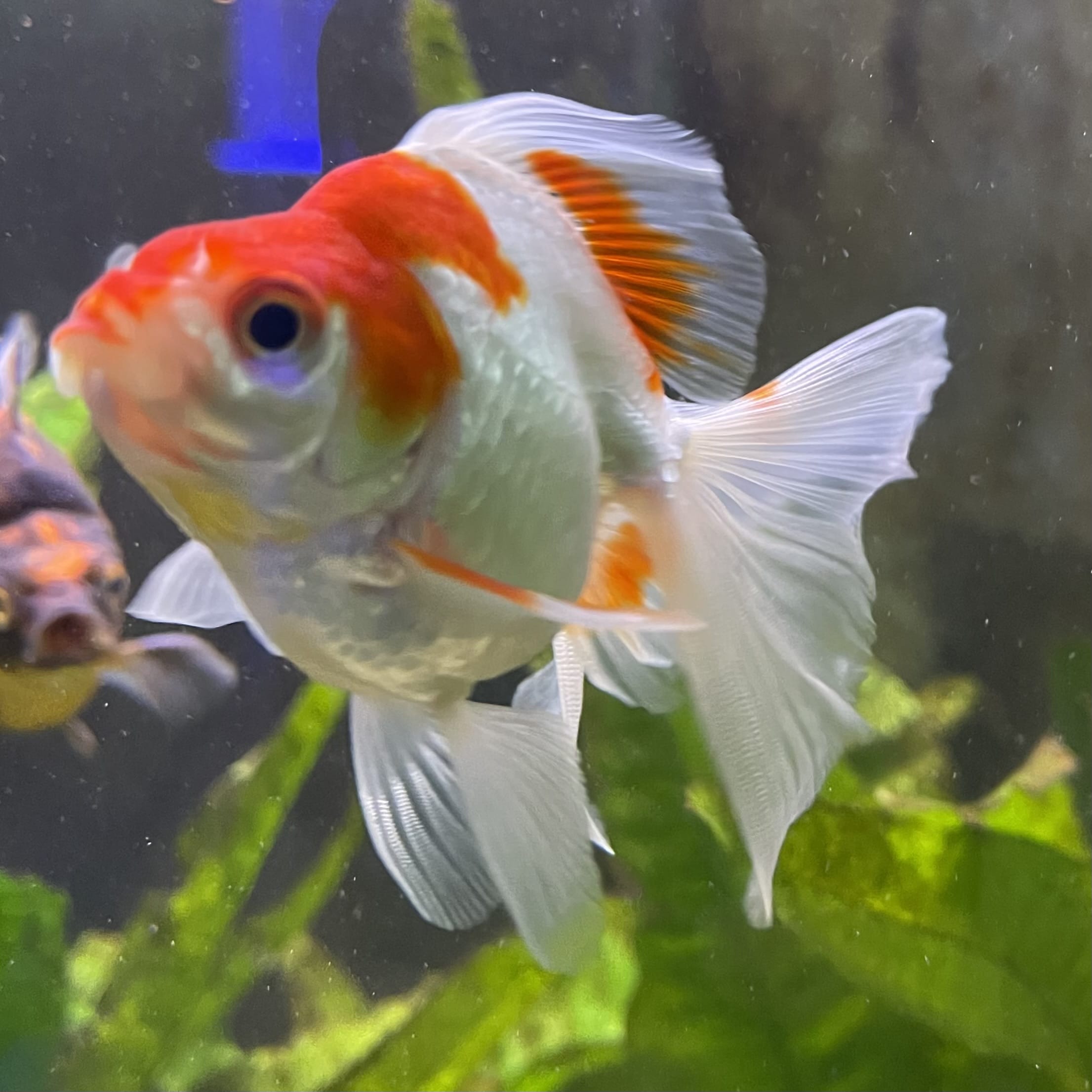 the-fish-farm Goldfish 9cm Ryukin Goldfish - Red & White one only - 1 Red & White Ryukin Goldfish - The Fish Farm