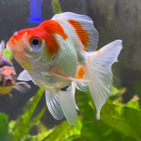 the-fish-farm Goldfish 9cm Ryukin Goldfish - Red & White one only - 1 Red & White Ryukin Goldfish - The Fish Farm