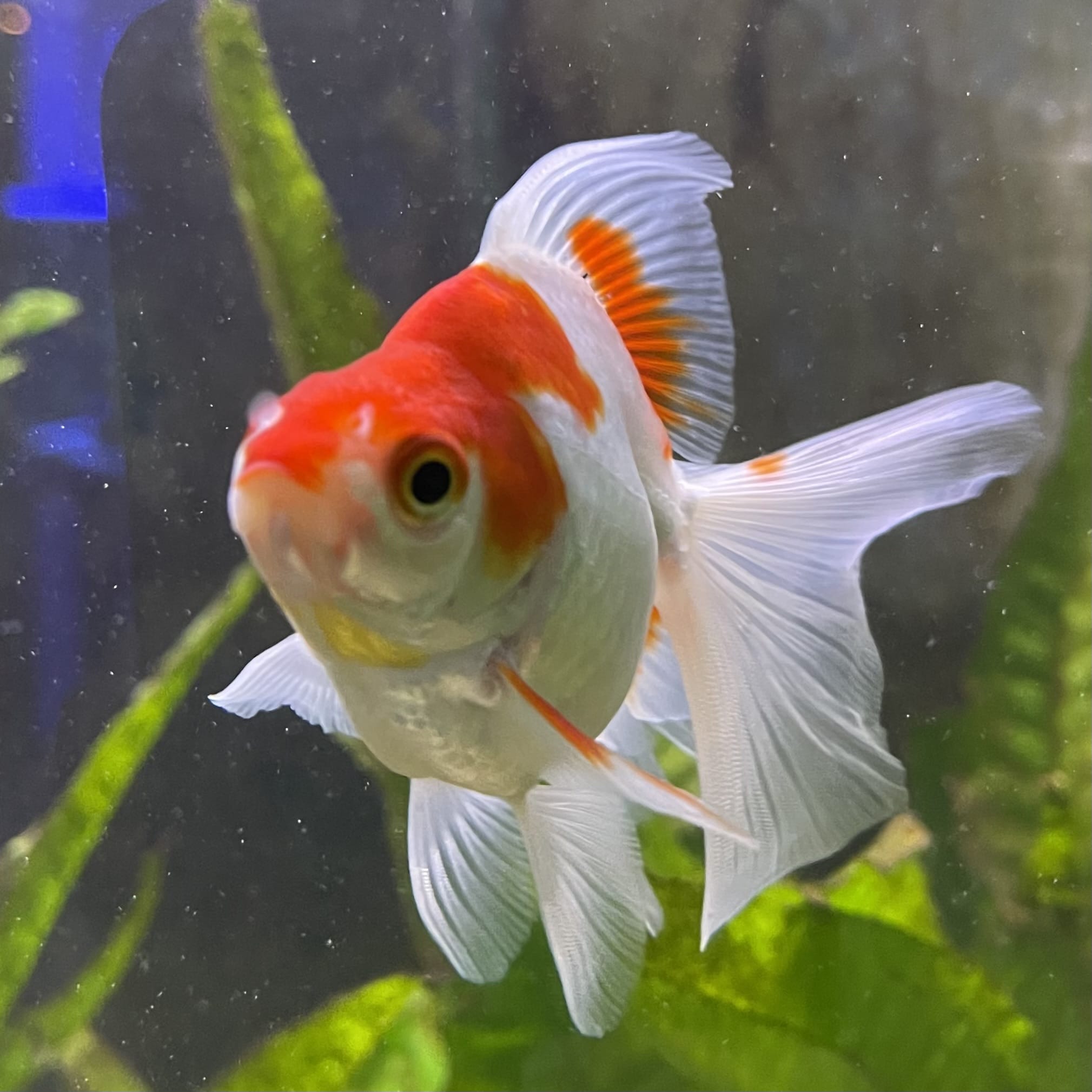 the-fish-farm Goldfish 9cm Ryukin Goldfish - Red & White one only - 1 Red & White Ryukin Goldfish - The Fish Farm