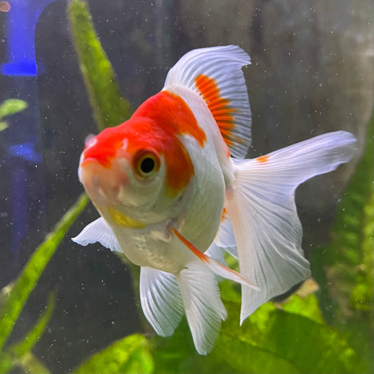 the-fish-farm Goldfish 9cm Ryukin Goldfish - Red & White one only - 1 Red & White Ryukin Goldfish - The Fish Farm