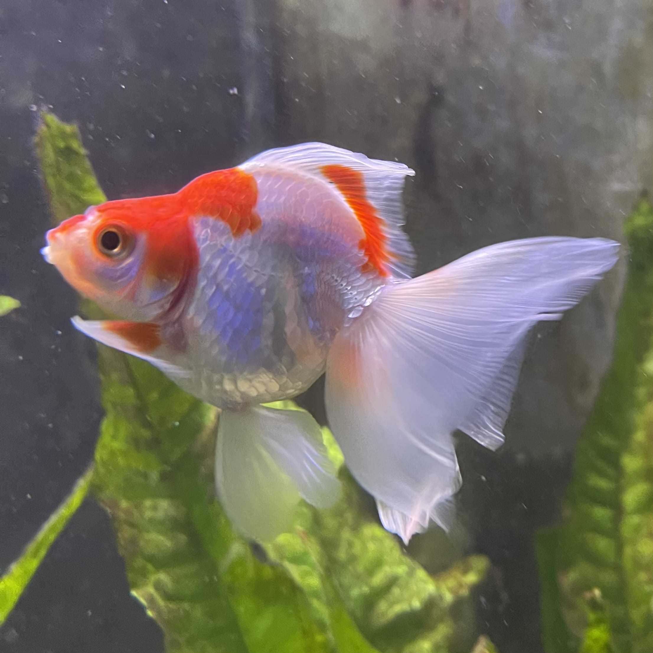 the-fish-farm Goldfish 9cm Ryukin Goldfish - Red & White one only - 1 Red & White Ryukin Goldfish - The Fish Farm