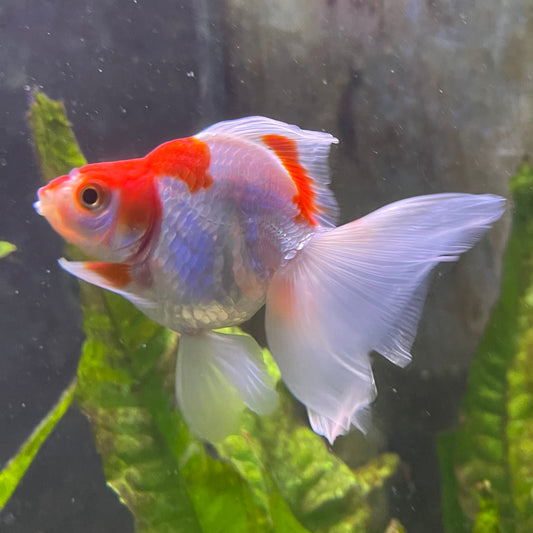 the-fish-farm Goldfish 9cm Ryukin Goldfish - Red & White one only - 1 Red & White Ryukin Goldfish - The Fish Farm