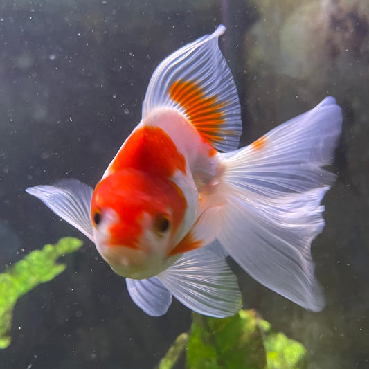 the-fish-farm Goldfish 9cm Ryukin Goldfish - Red & White one only - 1 Red & White Ryukin Goldfish - The Fish Farm
