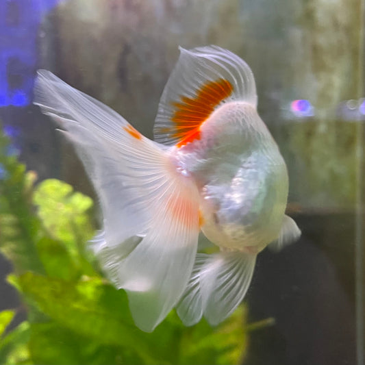 the-fish-farm Goldfish 9cm Ryukin Goldfish - Red & White one only - 1 Red & White Ryukin Goldfish - The Fish Farm