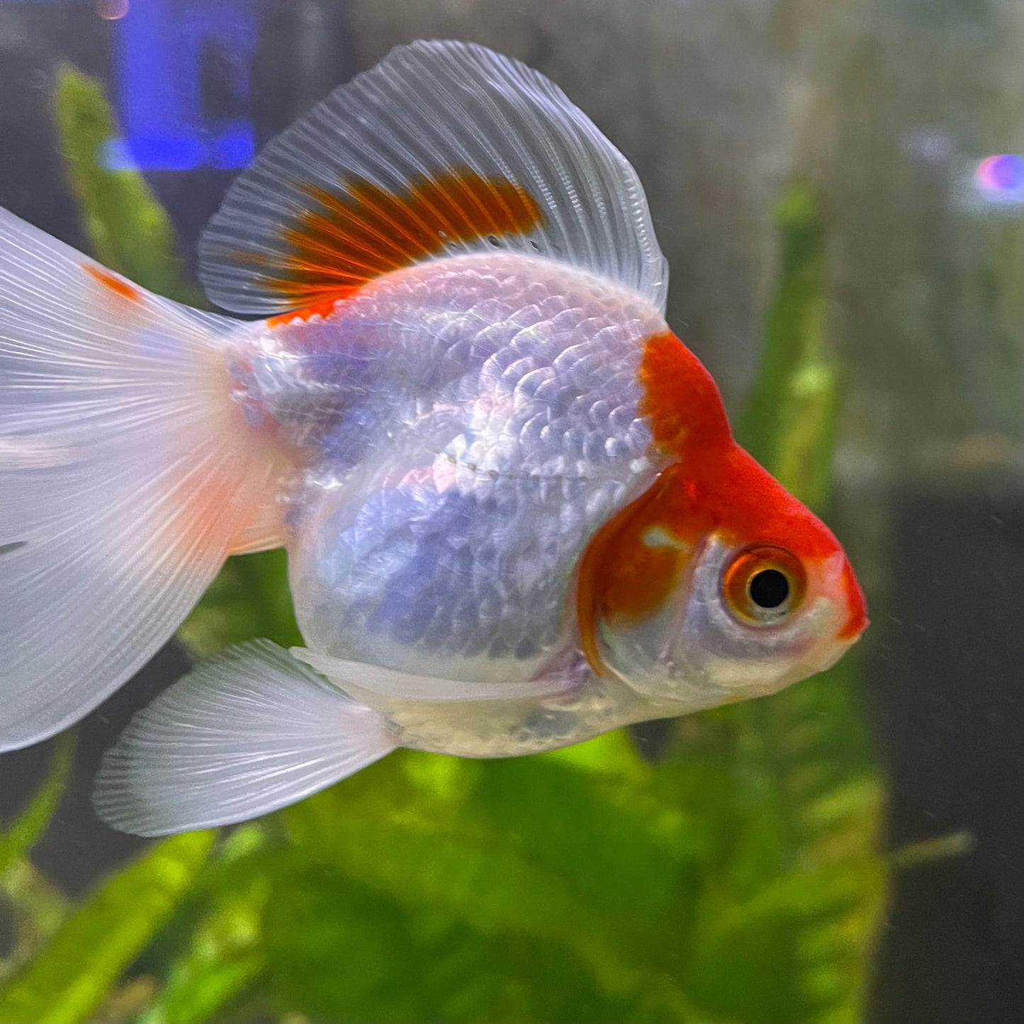 the-fish-farm Goldfish 9cm Ryukin Goldfish - Red & White one only - 1 Red & White Ryukin Goldfish - The Fish Farm