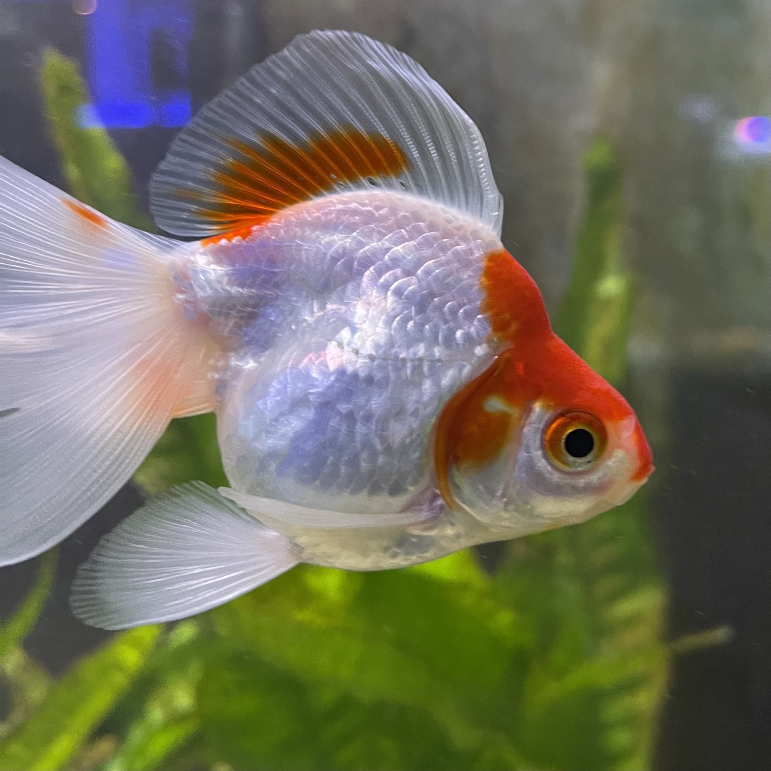 the-fish-farm Goldfish 9cm Ryukin Goldfish - Red & White one only - 1 Red & White Ryukin Goldfish - The Fish Farm