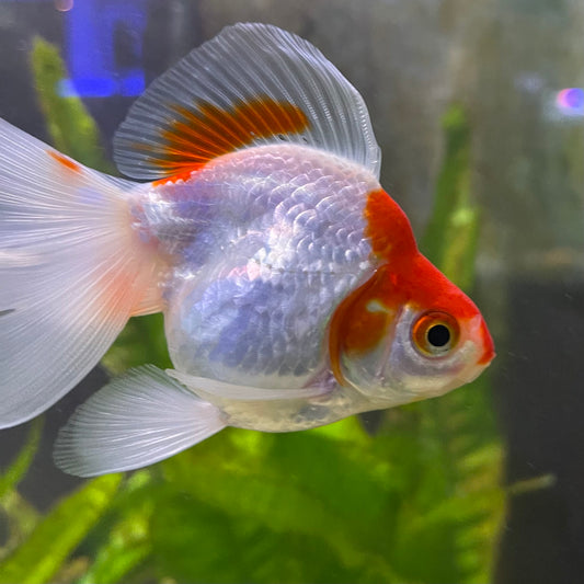 the-fish-farm Goldfish 9cm Ryukin Goldfish - Red & White one only - 1 Red & White Ryukin Goldfish - The Fish Farm