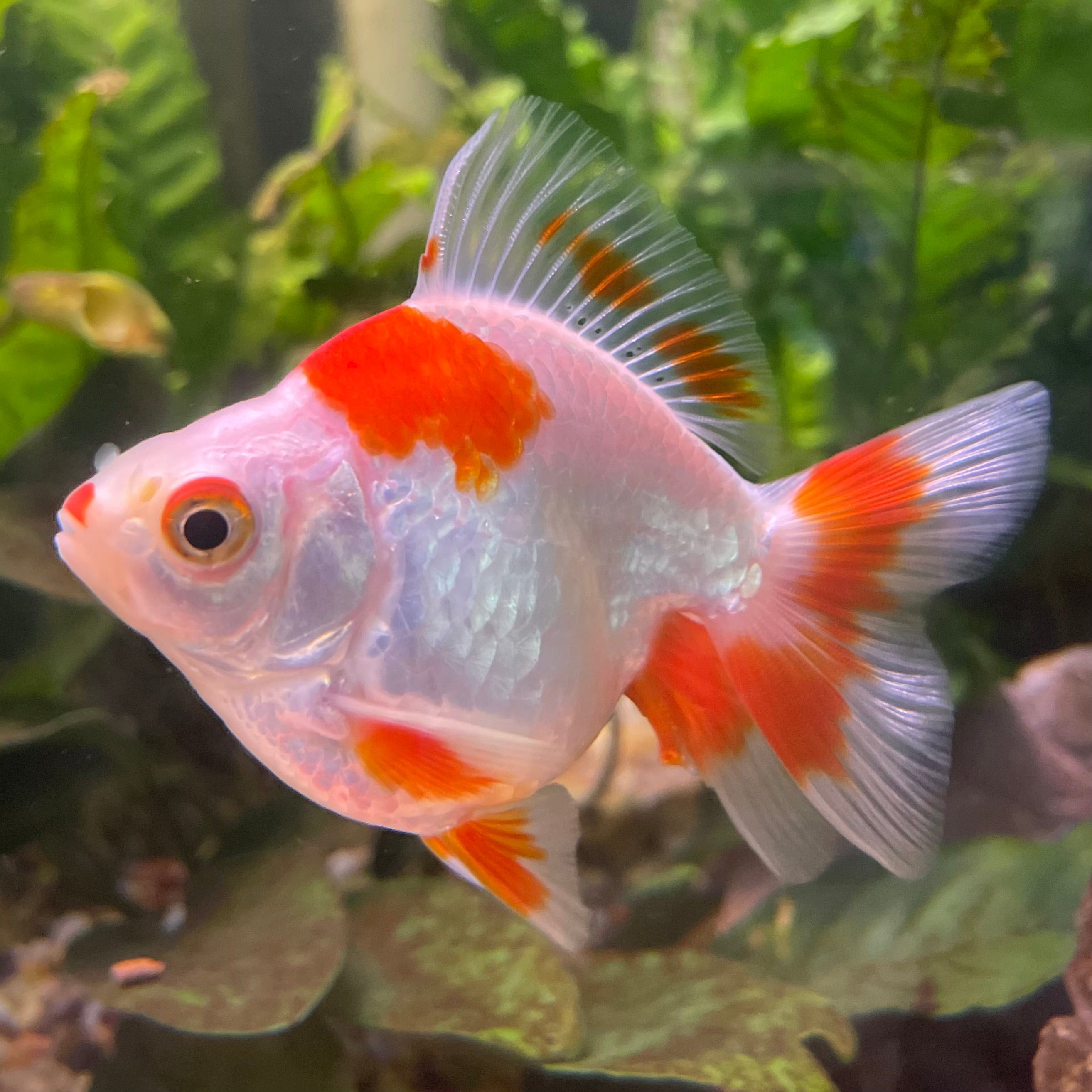 the-fish-farm Goldfish 9cm Ryukin Goldfish - Red & White one only - 2 Red & White Ryukin Goldfish - The Fish Farm