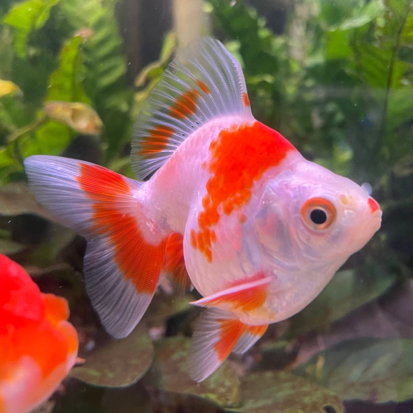 the-fish-farm Goldfish 9cm Ryukin Goldfish - Red & White one only - 2 Red & White Ryukin Goldfish - The Fish Farm