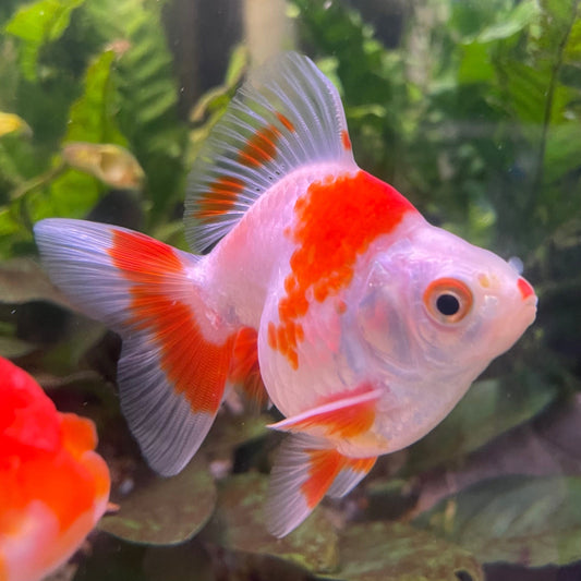 the-fish-farm Goldfish 9cm Ryukin Goldfish - Red & White one only - 2 Red & White Ryukin Goldfish - The Fish Farm
