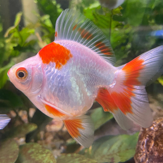 the-fish-farm Goldfish 9cm Ryukin Goldfish - Red & White one only - 2 Red & White Ryukin Goldfish - The Fish Farm