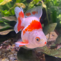 the-fish-farm Goldfish 9cm Ryukin Goldfish - Red & White one only - 2 Red & White Ryukin Goldfish - The Fish Farm