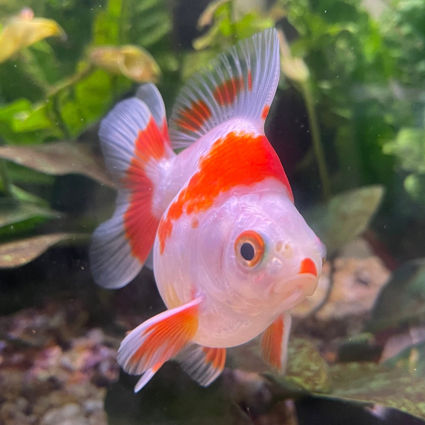 the-fish-farm Goldfish 9cm Ryukin Goldfish - Red & White one only - 2 Red & White Ryukin Goldfish - The Fish Farm