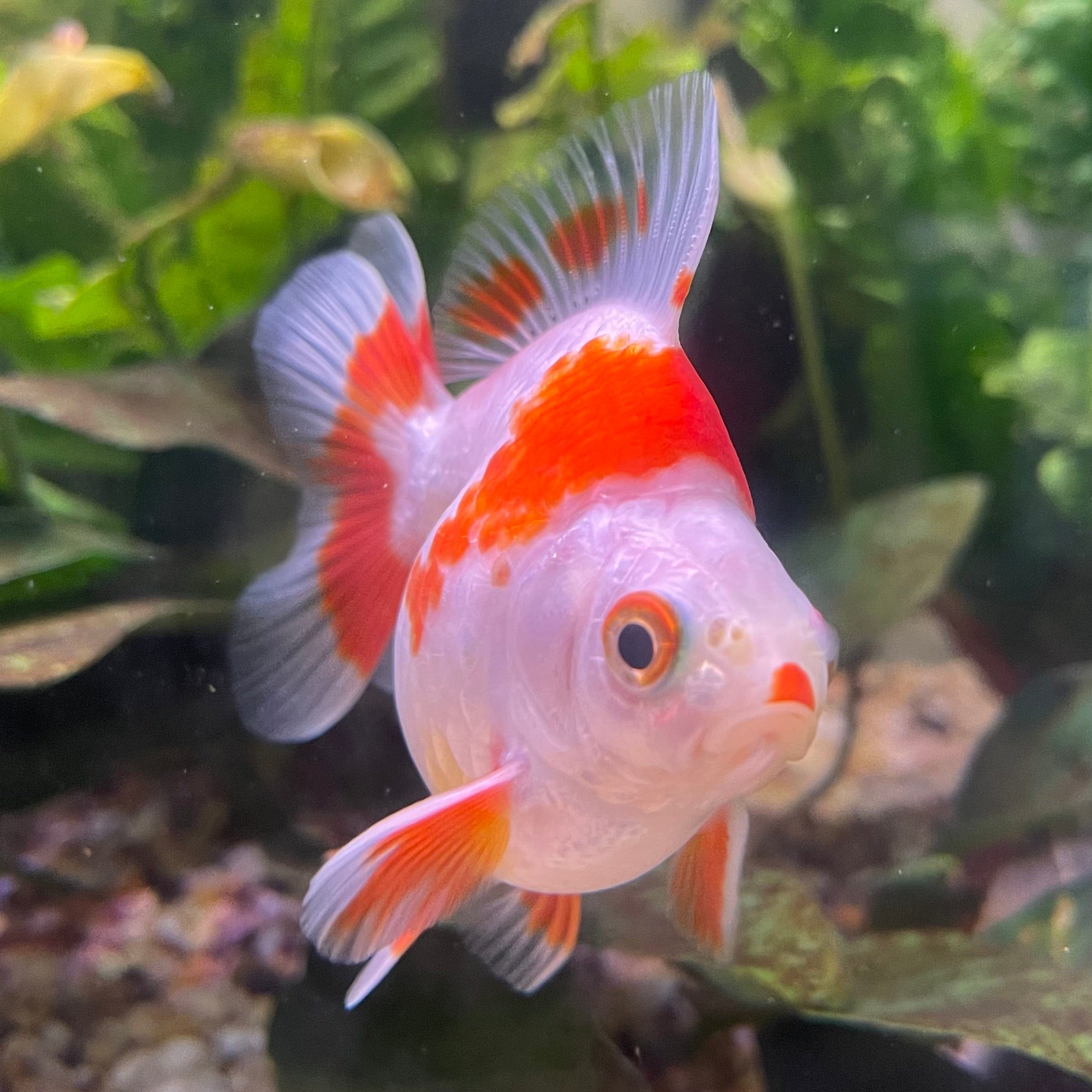 the-fish-farm Goldfish 9cm Ryukin Goldfish - Red & White one only - 2 Red & White Ryukin Goldfish - The Fish Farm
