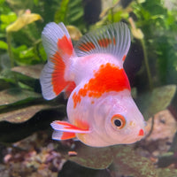 the-fish-farm Goldfish 9cm Ryukin Goldfish - Red & White one only - 2 Red & White Ryukin Goldfish - The Fish Farm