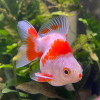 the-fish-farm Goldfish 9cm Ryukin Goldfish - Red & White one only - 2 Red & White Ryukin Goldfish - The Fish Farm