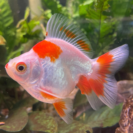 the-fish-farm Goldfish 9cm Ryukin Goldfish - Red & White one only - 2 Red & White Ryukin Goldfish - The Fish Farm