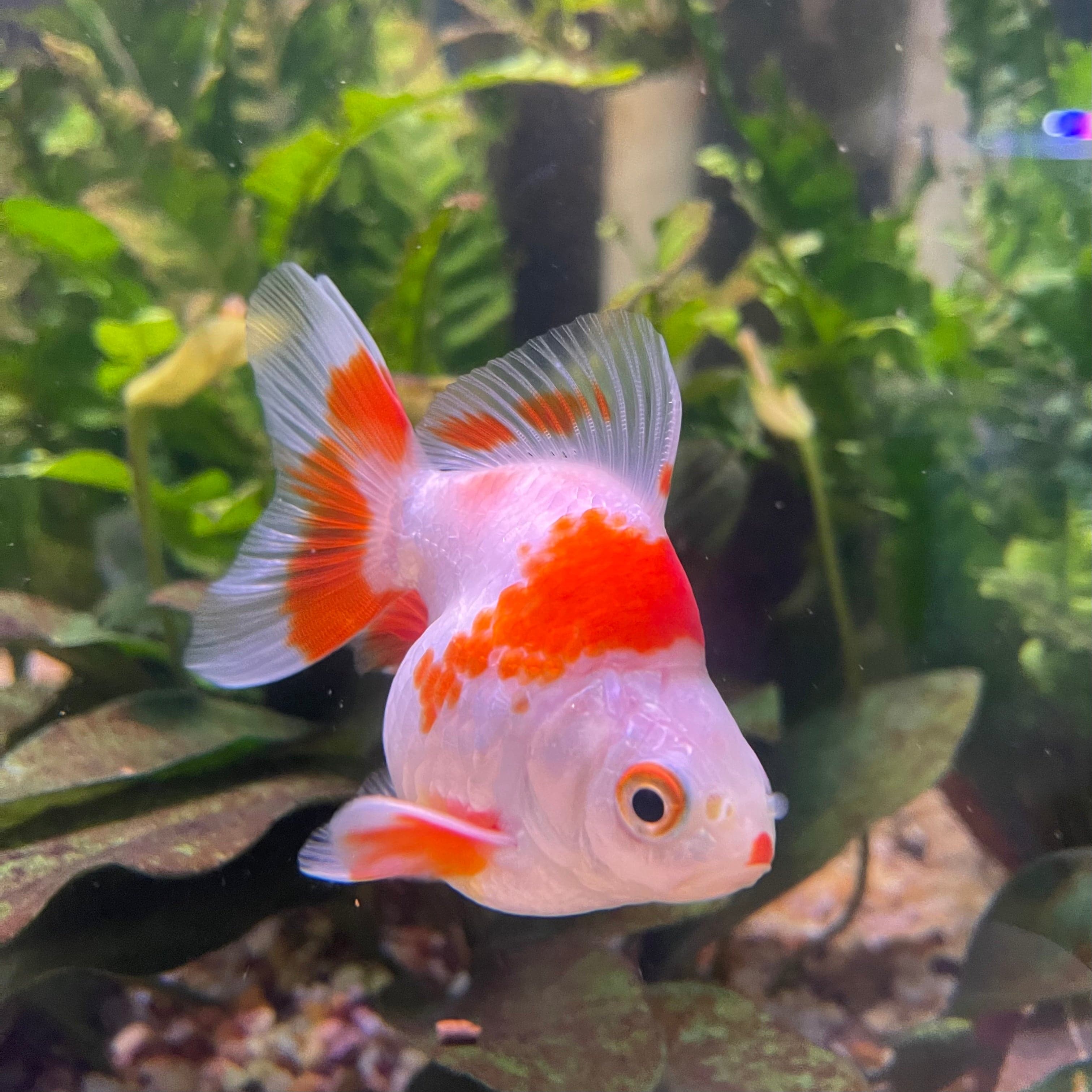 the-fish-farm Goldfish 9cm Ryukin Goldfish - Red & White one only - 2 Red & White Ryukin Goldfish - The Fish Farm