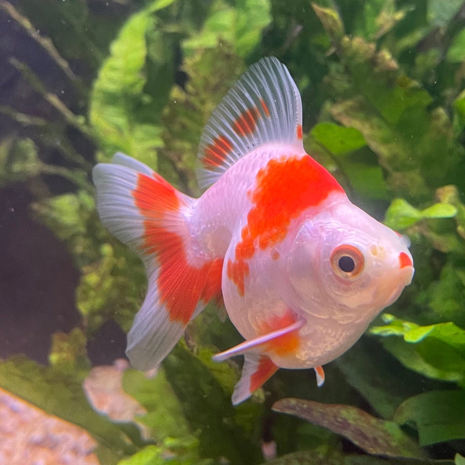 the-fish-farm Goldfish 9cm Ryukin Goldfish - Red & White one only - 2 Red & White Ryukin Goldfish - The Fish Farm