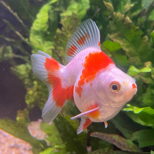 the-fish-farm Goldfish 9cm Ryukin Goldfish - Red & White one only - 2 Red & White Ryukin Goldfish - The Fish Farm