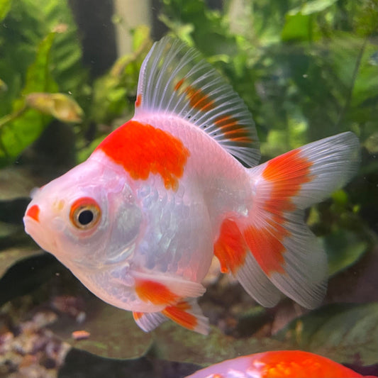 the-fish-farm Goldfish 9cm Ryukin Goldfish - Red & White one only - 2 Red & White Ryukin Goldfish - The Fish Farm
