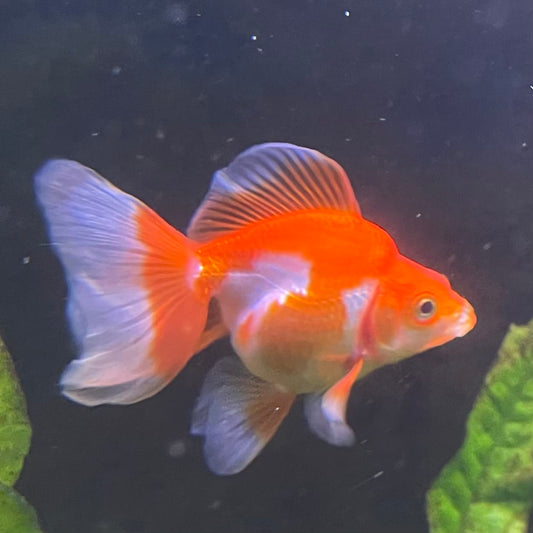 the-fish-farm Goldfish 9cm Ryukin Goldfish - Red & White one only - 2 Red & White Ryukin Goldfish - The Fish Farm