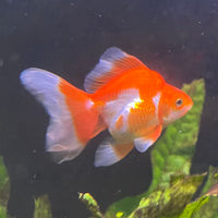 the-fish-farm Goldfish 9cm Ryukin Goldfish - Red & White one only - 2 Red & White Ryukin Goldfish - The Fish Farm
