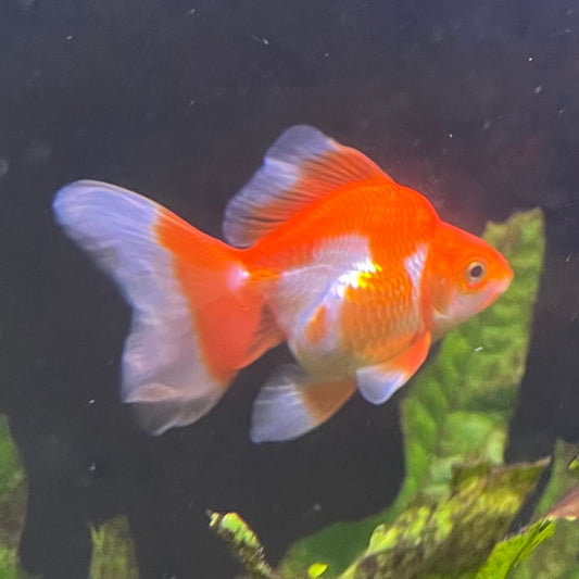 the-fish-farm Goldfish 9cm Ryukin Goldfish - Red & White one only - 2 Red & White Ryukin Goldfish - The Fish Farm