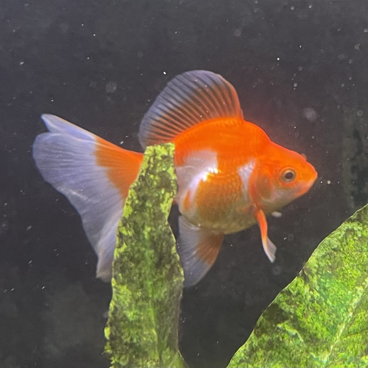 the-fish-farm Goldfish 9cm Ryukin Goldfish - Red & White one only - 2 Red & White Ryukin Goldfish - The Fish Farm