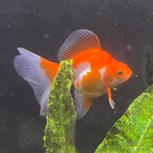the-fish-farm Goldfish 9cm Ryukin Goldfish - Red & White one only - 2 Red & White Ryukin Goldfish - The Fish Farm