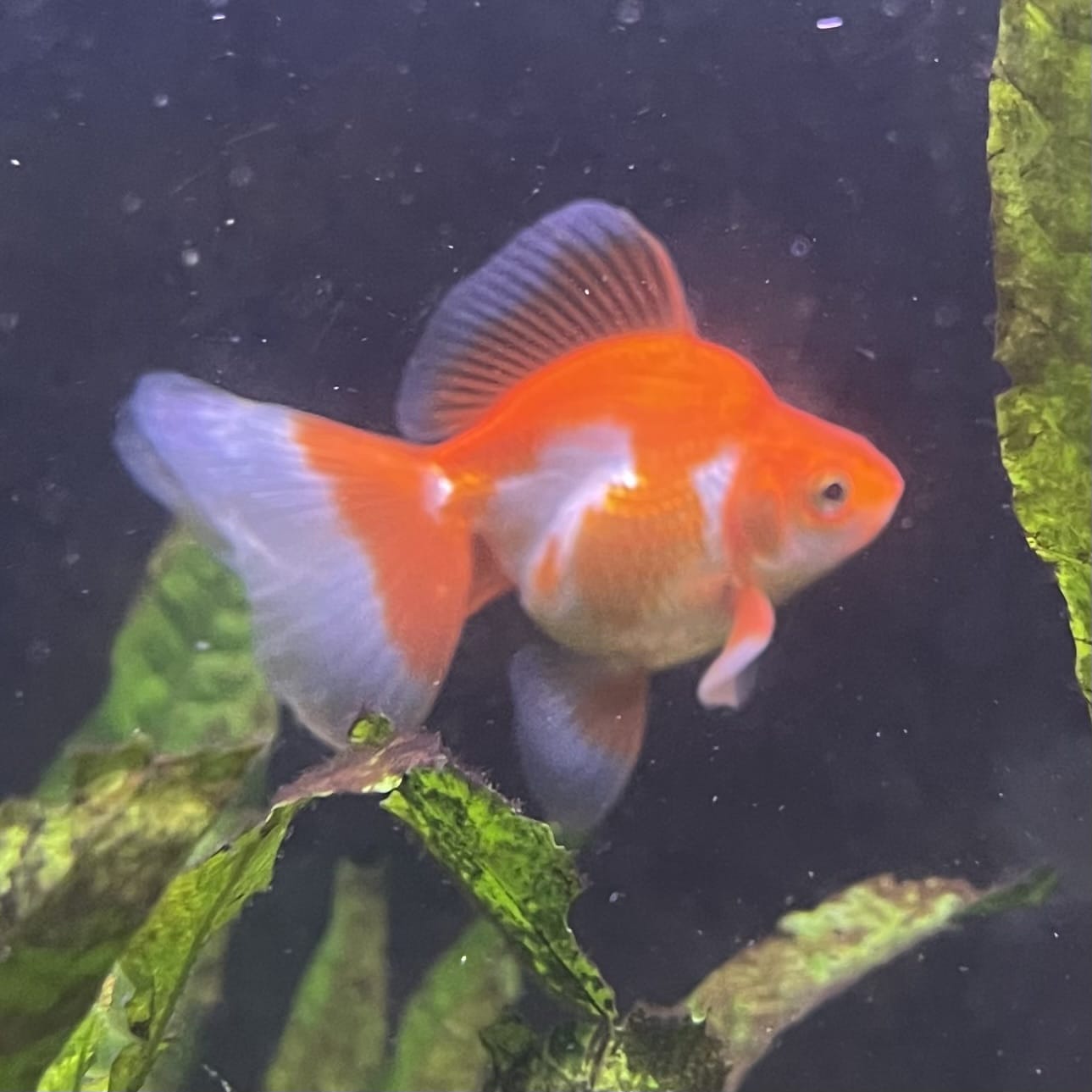the-fish-farm Goldfish 9cm Ryukin Goldfish - Red & White one only - 2 Red & White Ryukin Goldfish - The Fish Farm