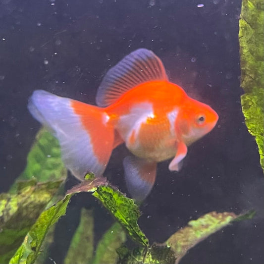 the-fish-farm Goldfish 9cm Ryukin Goldfish - Red & White one only - 2 Red & White Ryukin Goldfish - The Fish Farm