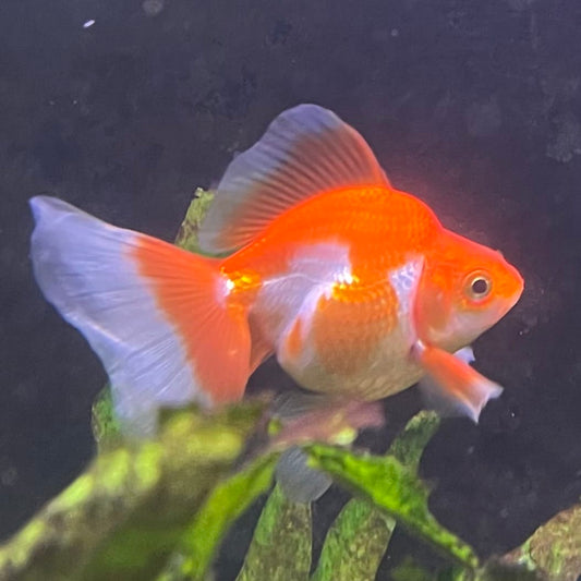 the-fish-farm Goldfish 9cm Ryukin Goldfish - Red & White one only - 2 Red & White Ryukin Goldfish - The Fish Farm