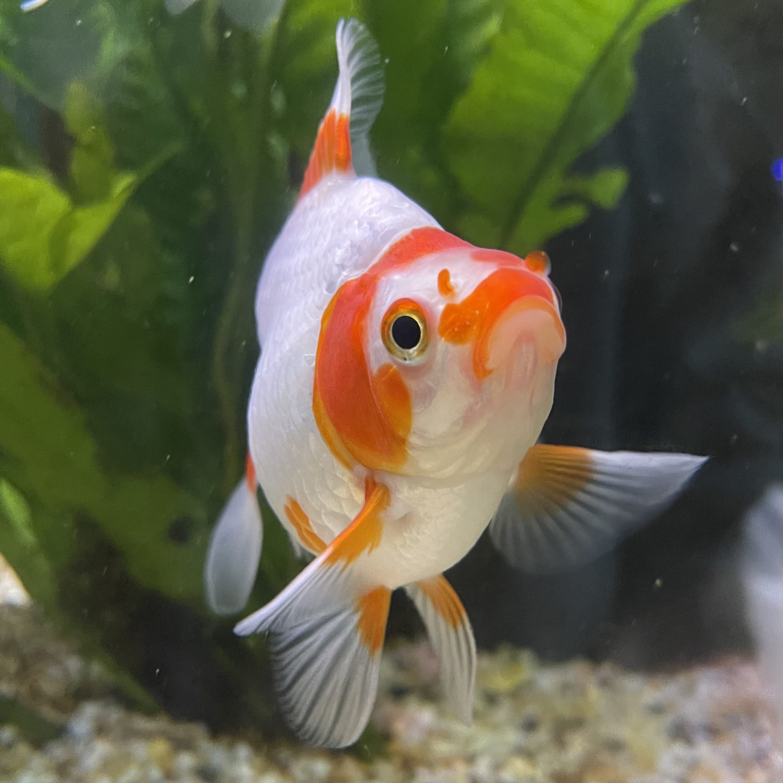 the-fish-farm Goldfish 9cm Ryukin Goldfish - Red & White one only - 3 Red & White Ryukin Goldfish - The Fish Farm