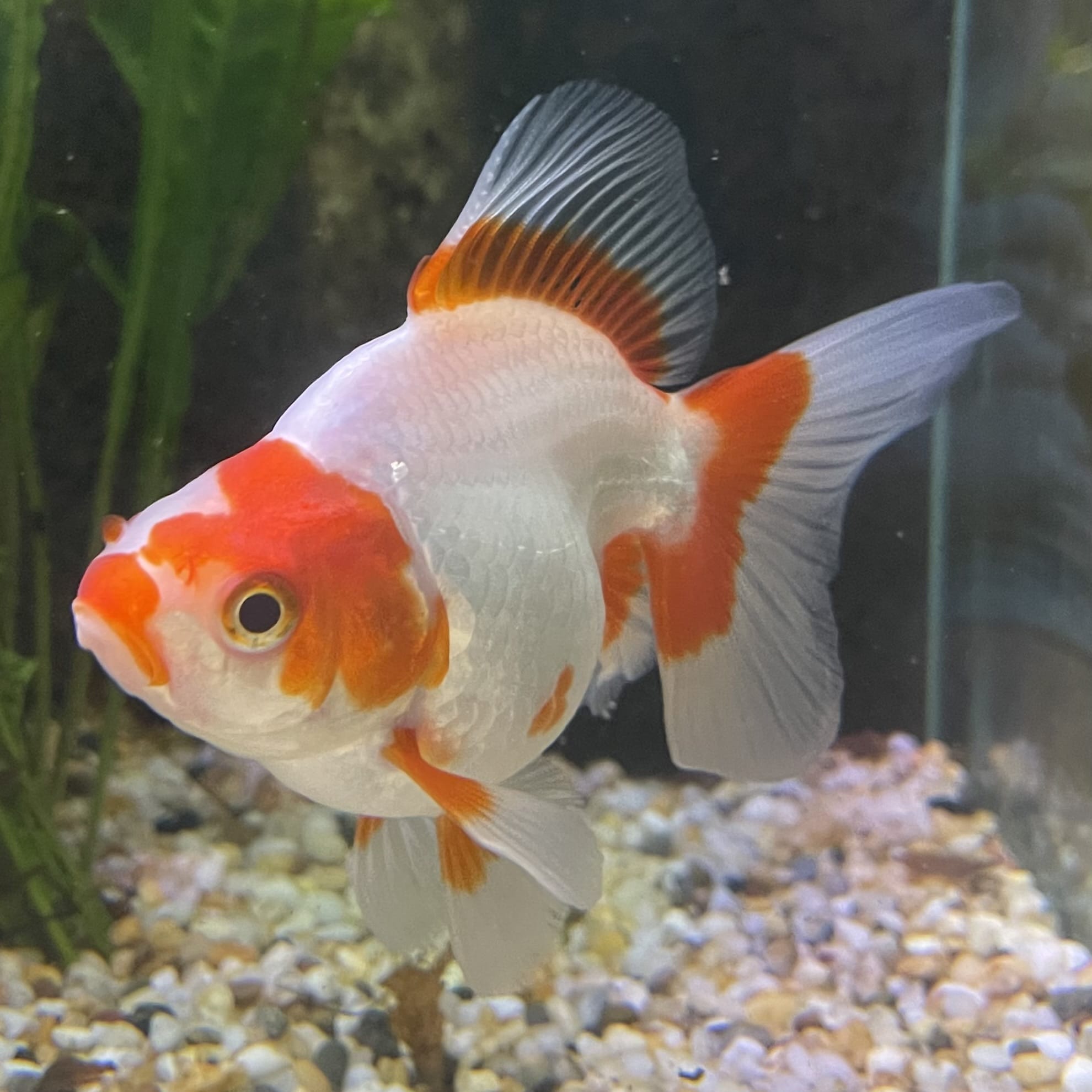 the-fish-farm Goldfish 9cm Ryukin Goldfish - Red & White one only - 3 Red & White Ryukin Goldfish - The Fish Farm
