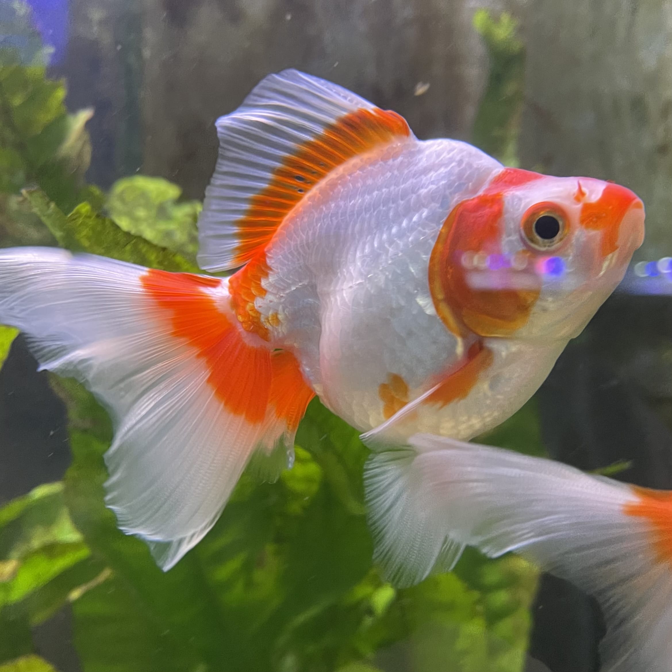 the-fish-farm Goldfish 9cm Ryukin Goldfish - Red & White one only - 3 Red & White Ryukin Goldfish - The Fish Farm