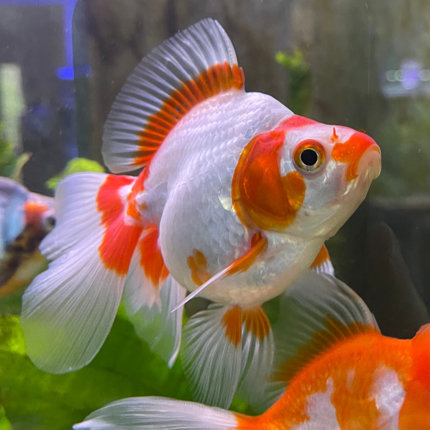 the-fish-farm Goldfish 9cm Ryukin Goldfish - Red & White one only - 3 Red & White Ryukin Goldfish - The Fish Farm