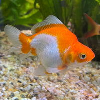 the-fish-farm Goldfish 9cm Ryukin Goldfish - Red & White one only - 4 Red & White Ryukin Goldfish - The Fish Farm