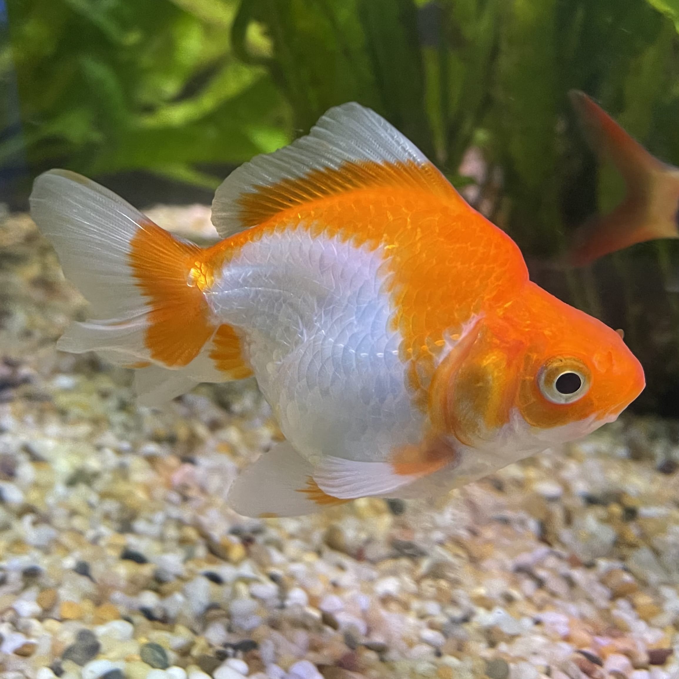 the-fish-farm Goldfish 9cm Ryukin Goldfish - Red & White one only - 4 Red & White Ryukin Goldfish - The Fish Farm