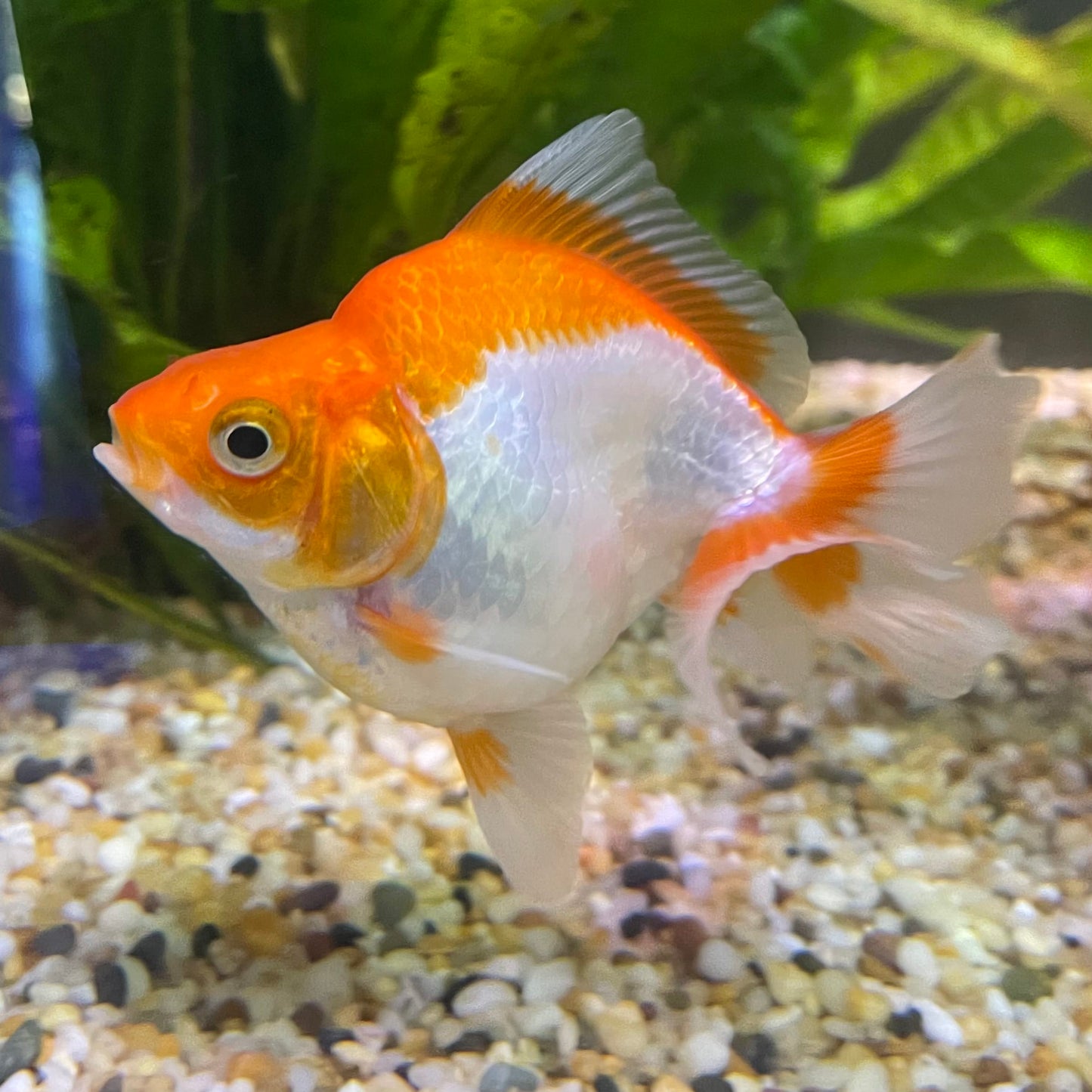 the-fish-farm Goldfish 9cm Ryukin Goldfish - Red & White one only - 4 Red & White Ryukin Goldfish - The Fish Farm