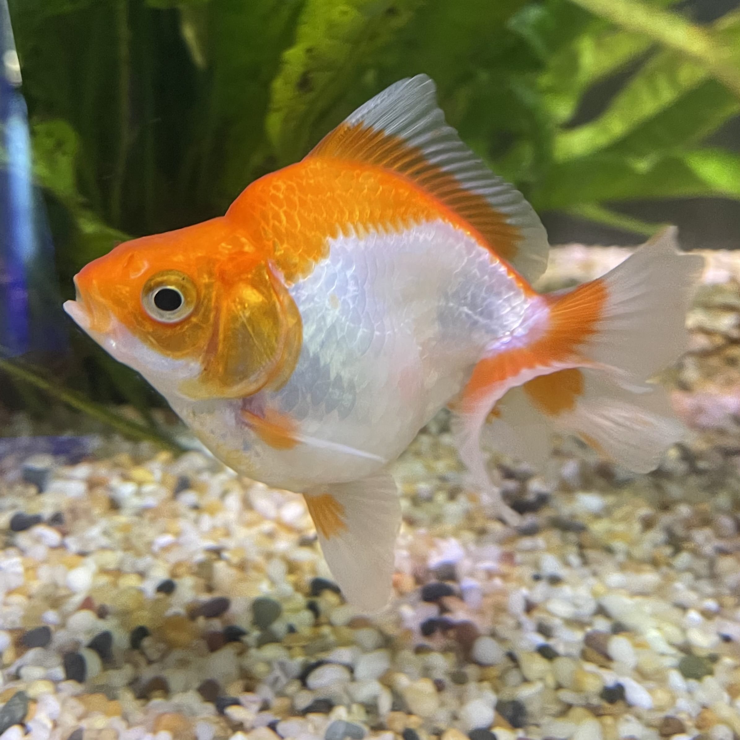 the-fish-farm Goldfish 9cm Ryukin Goldfish - Red & White one only - 4 Red & White Ryukin Goldfish - The Fish Farm