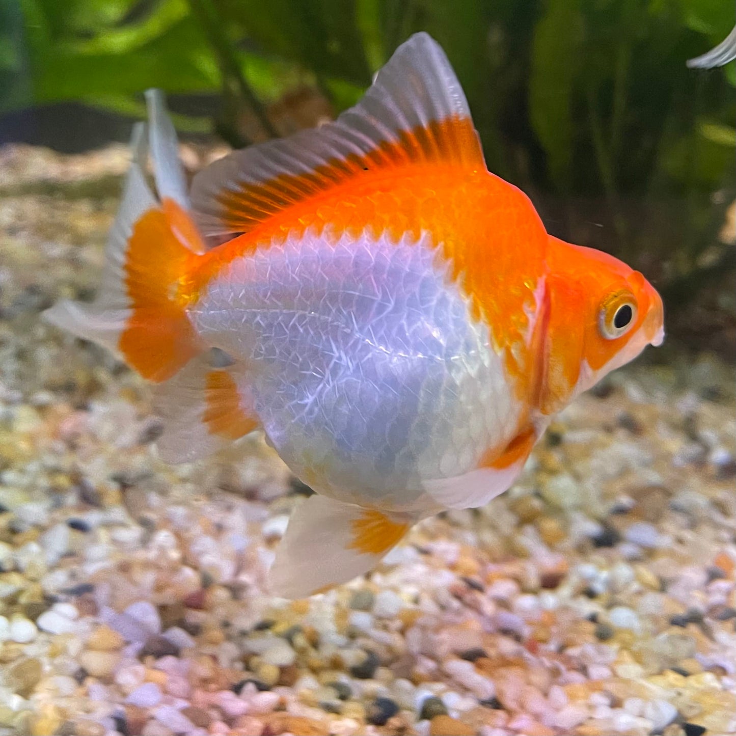 the-fish-farm Goldfish 9cm Ryukin Goldfish - Red & White one only - 4 Red & White Ryukin Goldfish - The Fish Farm
