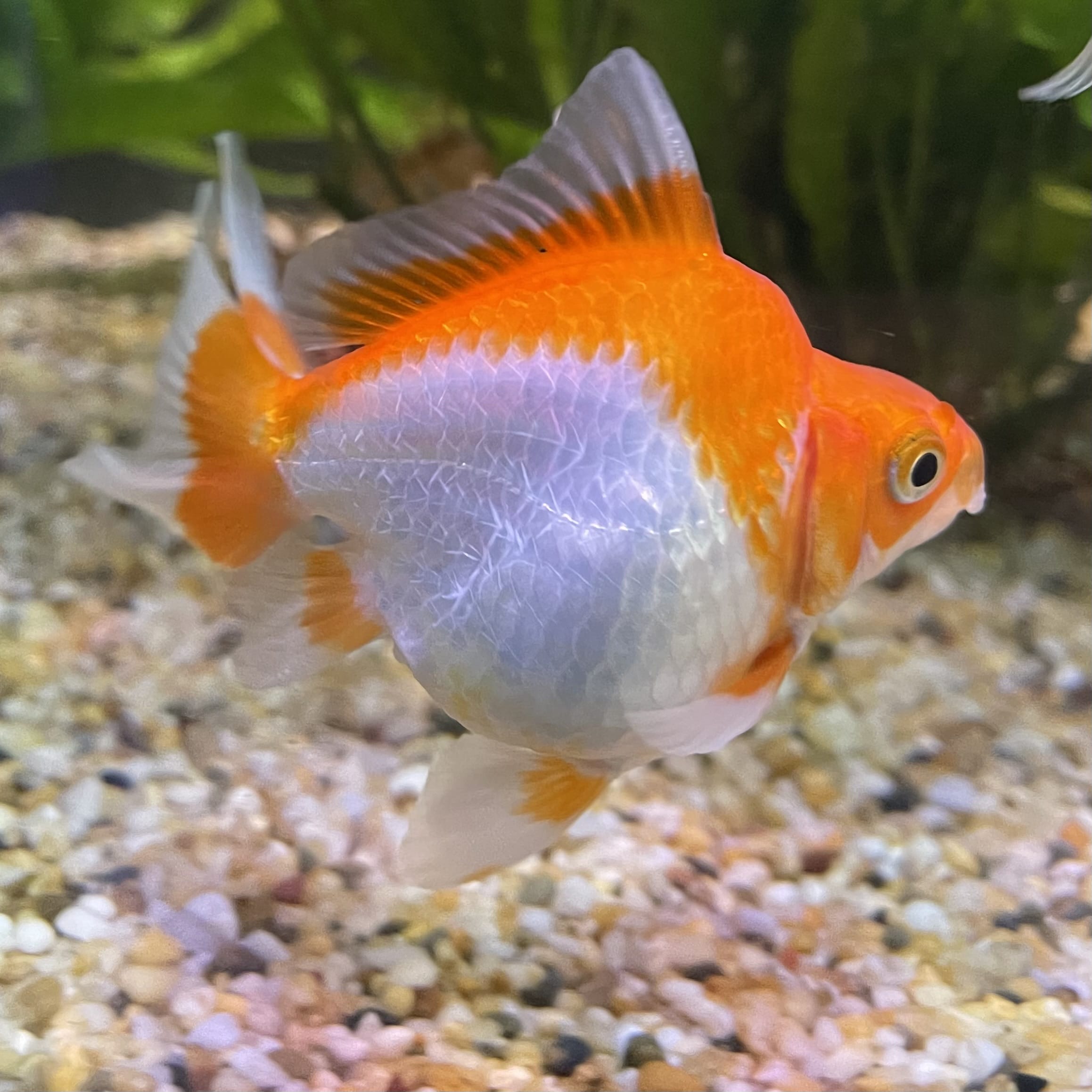 the-fish-farm Goldfish 9cm Ryukin Goldfish - Red & White one only - 4 Red & White Ryukin Goldfish - The Fish Farm