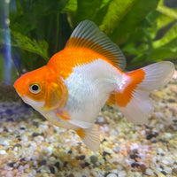 the-fish-farm Goldfish 9cm Ryukin Goldfish - Red & White one only - 4 Red & White Ryukin Goldfish - The Fish Farm