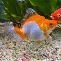 the-fish-farm Goldfish 9cm Ryukin Goldfish - Red & White one only - 4 Red & White Ryukin Goldfish - The Fish Farm