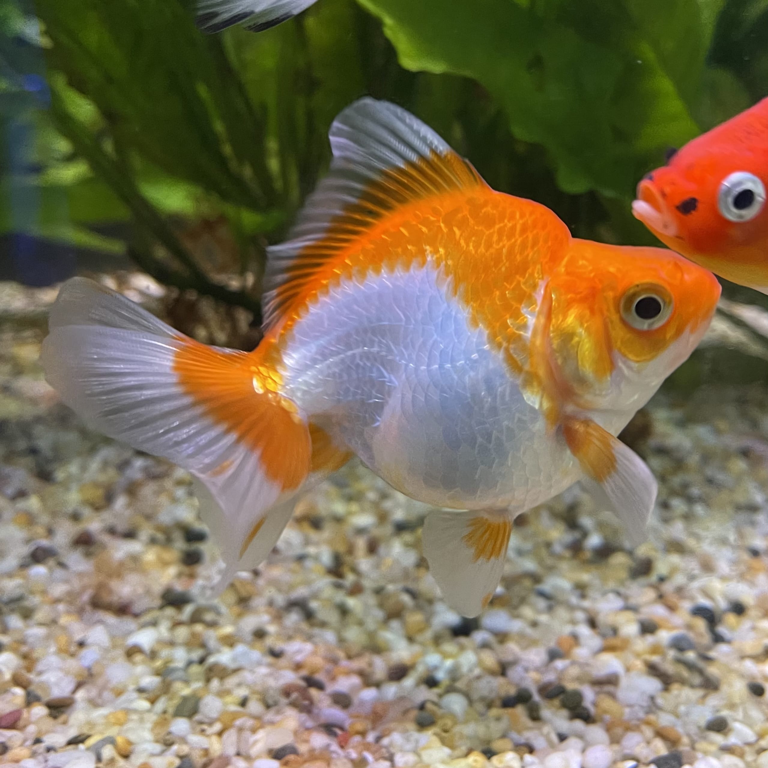 the-fish-farm Goldfish 9cm Ryukin Goldfish - Red & White one only - 4 Red & White Ryukin Goldfish - The Fish Farm