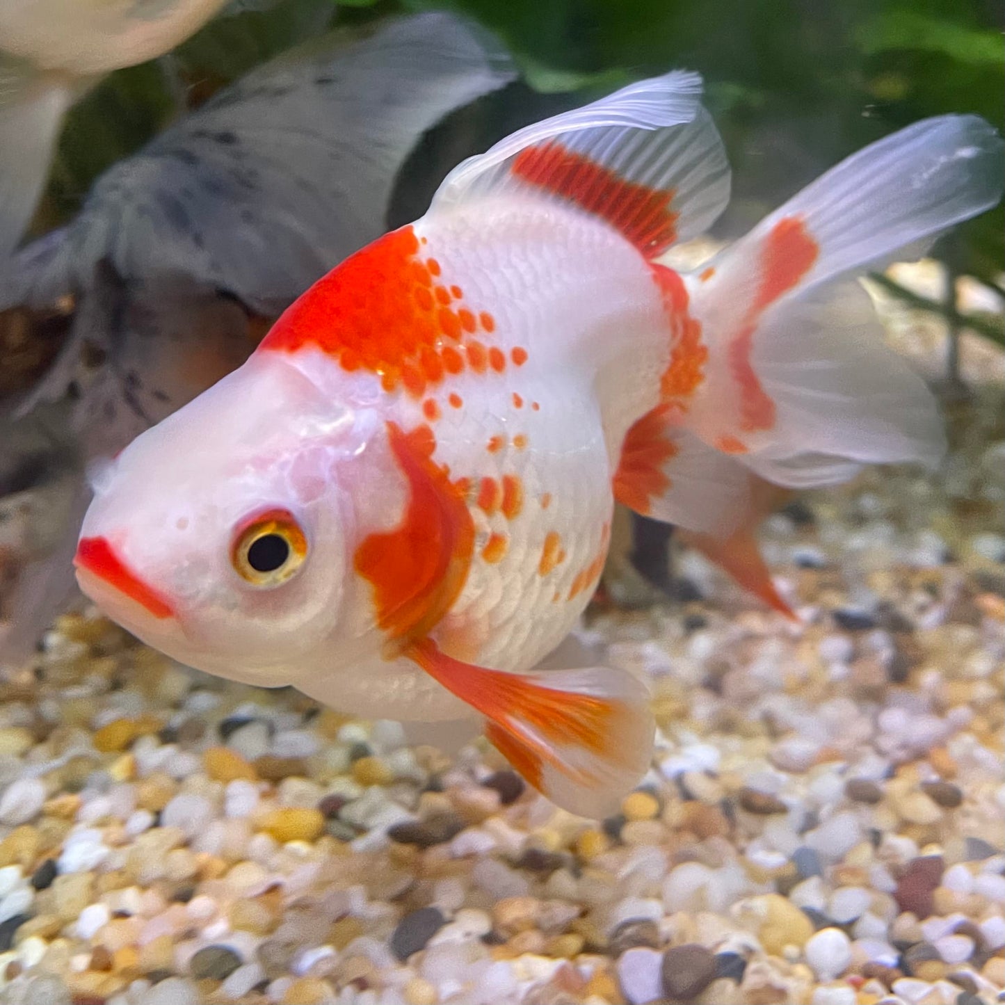 the-fish-farm Goldfish 9cm Ryukin Goldfish - Red & White one only - 5 Red & White Ryukin Goldfish - The Fish Farm