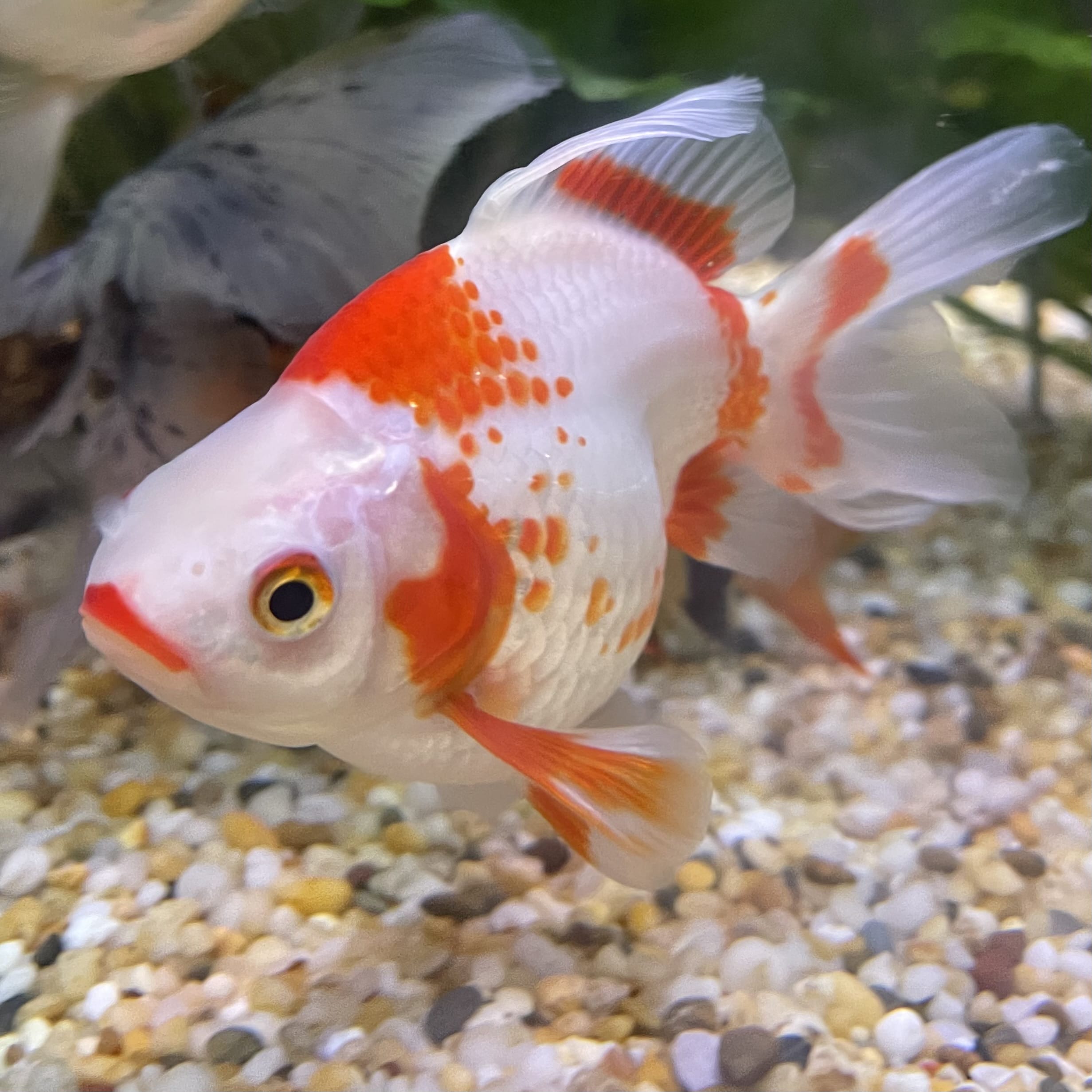 the-fish-farm Goldfish 9cm Ryukin Goldfish - Red & White one only - 5 Red & White Ryukin Goldfish - The Fish Farm